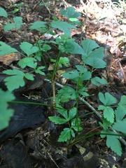 Xanthorhiza simplicissima