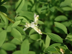 Ceratocapnos claviculata