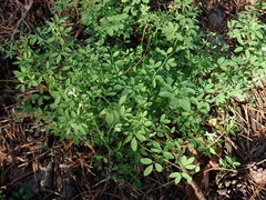 Ceratocapnos claviculata