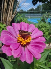 Atalopedes campestris