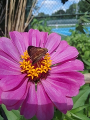Atalopedes campestris