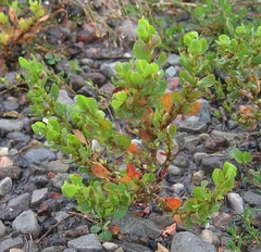 Polygonum achoreum