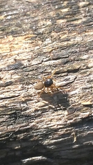 Euophrys melanoleuca