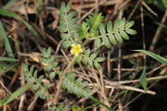 Zygophyllaceae