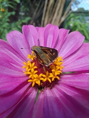 Atalopedes campestris