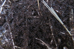 Tetramorium immigrans