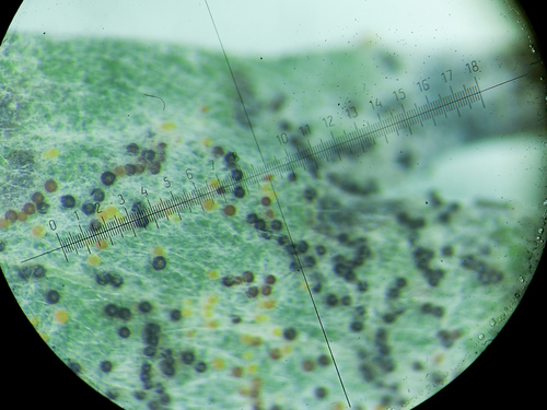 Golovinomyces artemisiae