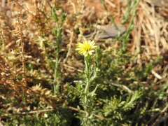 Osteospermum muricatum
