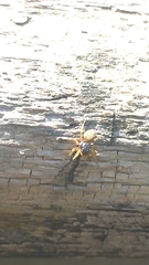 Euophrys melanoleuca