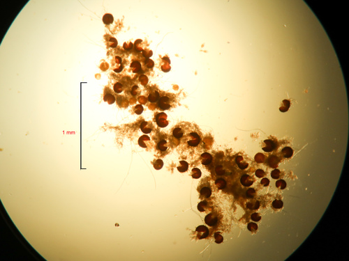 Golovinomyces artemisiae