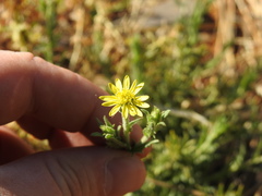 Osteospermum muricatum