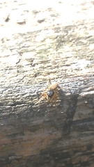 Euophrys melanoleuca