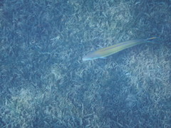 Malacanthus plumieri