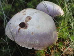 Cortinarius camphoratus