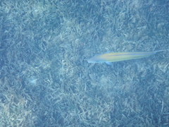 Malacanthus plumieri