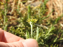 Osteospermum muricatum