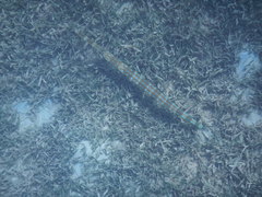 Fistularia tabacaria