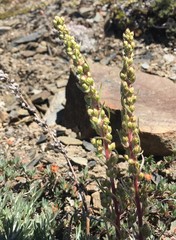 Artemisia campestris borealis