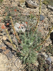 Artemisia campestris borealis