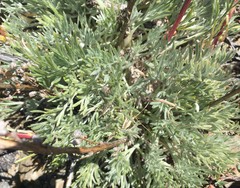 Artemisia campestris borealis