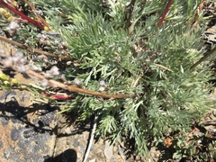 Artemisia campestris borealis