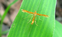 Stenodacma pyrrhodes