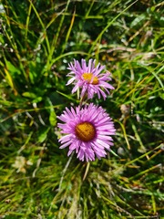 Erigeron caucasicus venustus