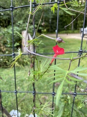 Ipomoea × multifida