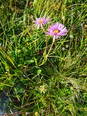 Erigeron caucasicus venustus