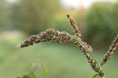 Moesziomyces bullatus