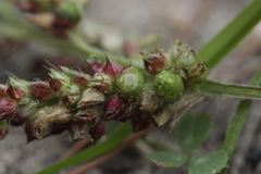 Moesziomyces bullatus