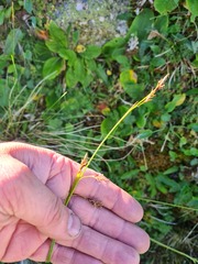 Carex tristis