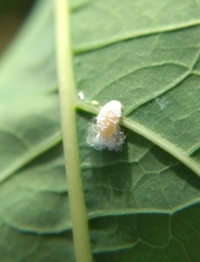 Phenacoccus manihoti