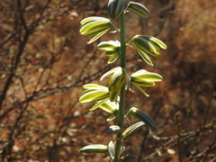 Albuca glauca