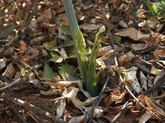 Albuca glauca