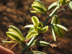 Albuca glauca