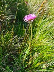 Erigeron caucasicus venustus
