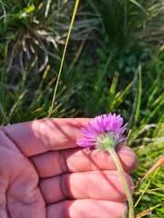 Erigeron caucasicus venustus