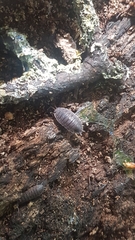 Porcellio scaber