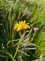 Leontodon caucasicus