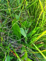 Leontodon caucasicus