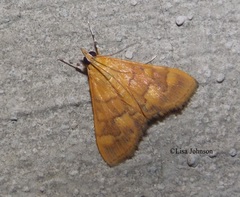 Pyrausta insignitalis