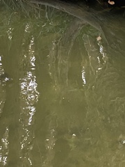 Micropterus dolomieu
