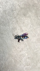 Chlorion aerarium