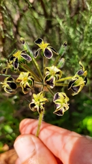 Pelargonium lobatum