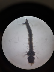 Aedes epactius