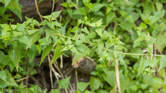 Fleischmannia incarnata