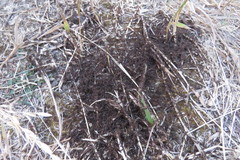 Tetramorium immigrans