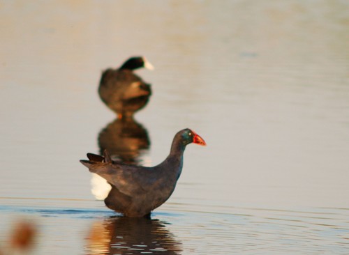 Porphyrio porphyrio