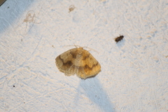 Antepione thisoaria